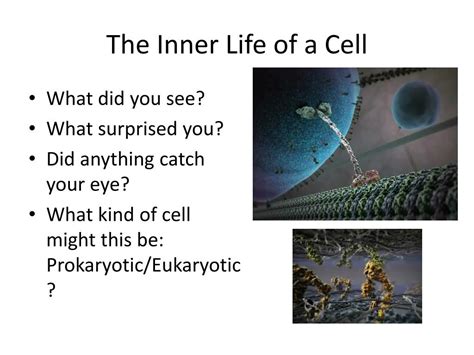 The Inner Life of the Cell .